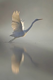 Great White Egret (Ardea alba) Winter visitor, migratory bird, streaky light, resting bird, fog,