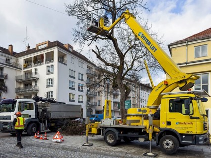 Tree work, Königinstrasse, Munich, Bavaria, Germany, Europe