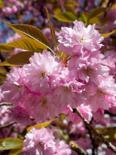 Japanese Cherry, Oriental Cherry, East Asian Cherry, Japanese Cherry, Japanese Blossom Cherry
