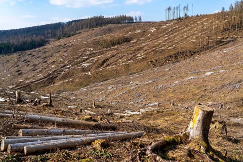 Cleared forest area north of the village of Öventrop, district of Arnsberg, dead spruce stands were