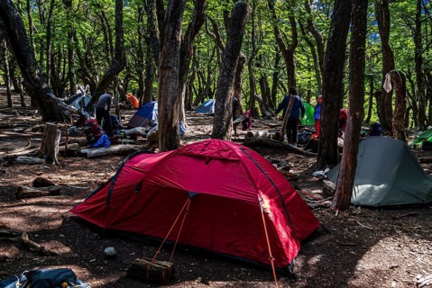 Tents in the forest, Poincenot base camp, free campground on track to Mirador Laguna de Los Tres,