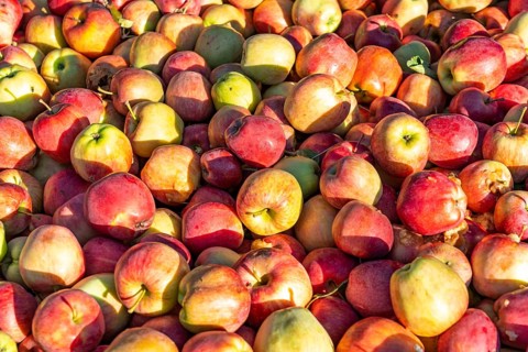 Apple-growing region in the Adige Valley, South Tyrol, large areas under cultivation, in South