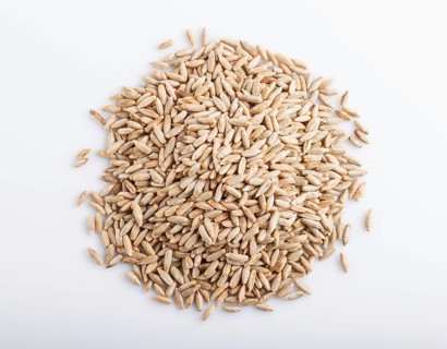 Heap of rye grains isolated on white background. close up, top view