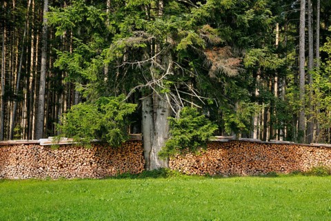 Wood Scheiterbeige at the edge of pine forest with deadwood, Switzerland, Europe