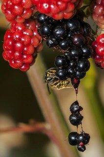 Common wasp (Vespula vulgaris) feeding on ripe berries of blackberry bush (Rubus cultivar) in