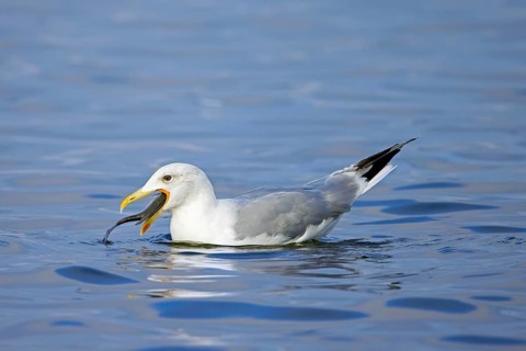 European herring gull (Larus argentatus) swimming and swallowing big fish