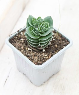 Beautiful succulent plant in greenhouse. Closeup, floral patterns, selective focus
