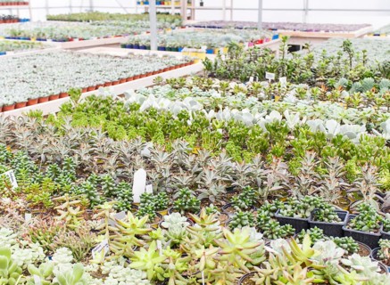 Various types of succulent in flower pots in the greenhouse. Closeup, selective focus