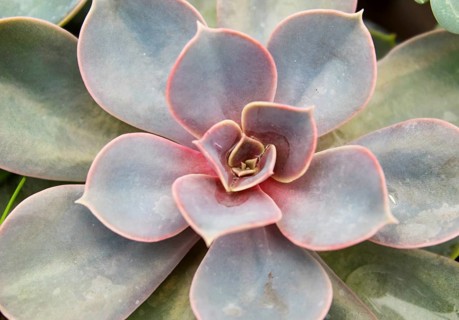 Beautiful succulent plant in greenhouse. Closeup, floral patterns, selective focus