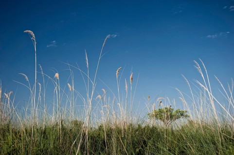 Riverside landscape with grass, blue sky, nature, puristic, nature, fresh, clear clean,