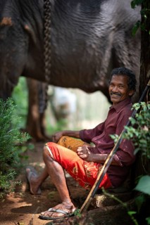 Asian elephant (Elephas maximus), working elephant with elephant guide, mahout or mahout, Peermade,