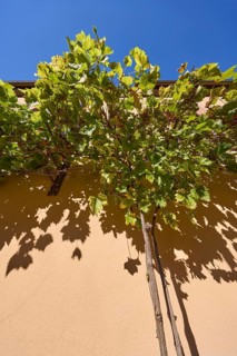 Noble vines (Vitis vinifera) on the facade of a house in Miltenberg, Lower Franconia, district of