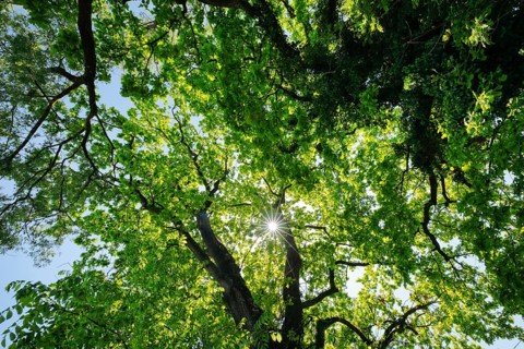 Sun shining through the canopy of oak trees, Altnau in the canton of Thurgau, Switzerland, Europe
