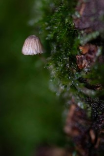 A fungus a few millimetres in size grows on a tree trunk covered with moss, macro photograph,