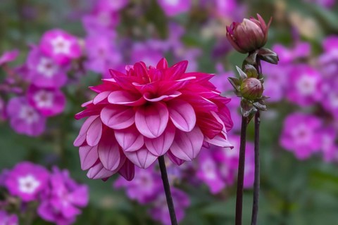 Dahlia (Dahlia), North Rhine-Westphalia, Germany, Europe