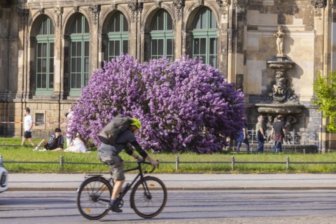 The lilacs bloom magnificently at the Zwinger moat, Dresden, Saxony, Germany, Europe