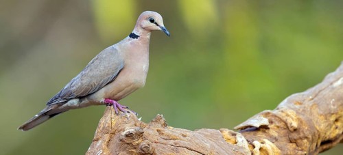 Red-crested Pigeon, (Streptopelia vinacea), Red-winged Turtle Dove, Morgan Kunda lodge / road to