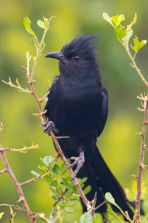 Jacobin cuckoo (Clamator jacobinus), (Oxylophus jacobin), Addo Elephant National Park, Addo,
