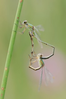 Willow emerald damselfly (Chalcolestes viridis), male and female, mating wheel, North