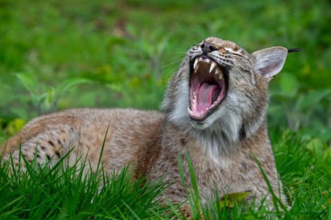 Sleepy Eurasian lynx (Lynx lynx) yawning and showing large fangs, canines in meadow