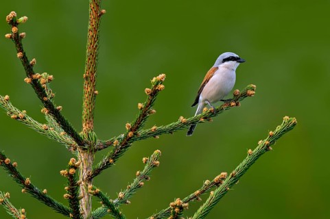 Red-backed shrike (Lanius collurio) adult male perched in spruce tree at forest edge in spring