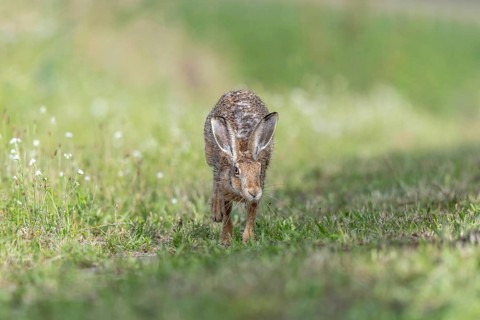 European hare (Lepus europaeus) Brown hare in motion hopping in a meadow. Kaiserstuhl, Freiburg im