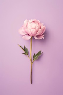 Single pink peony flower on pastel violet background. KI generiert, generiert, AI generated
