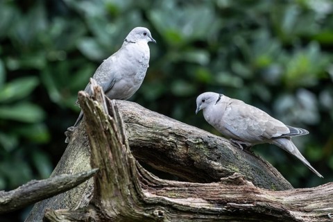 Eurasian collared doves (Streptopelia decaocto), Emsland, Lower Saxony, Germany, Europe