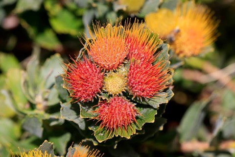 Pincushion protea (Protea Leucospermum erubescens), flower, flowering, silver tree plant,