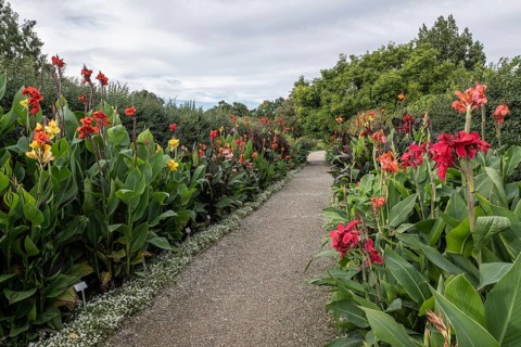 Pretoria Canna Lily (Canna indica), Berggarten Hannover, Lower Saxony, Germany, Europe