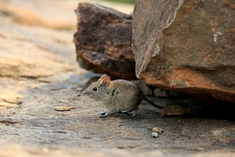 Short-eared elephant shrew, (Macroscelides probosideus), adult, foraging, Mountain Zebra National