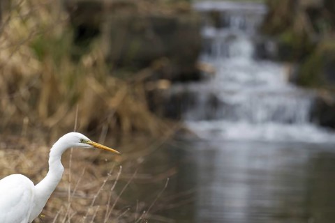A Great Egret (Ardea alba, Casmerodius albus, Egretta alba) standing in front of a small waterfall
