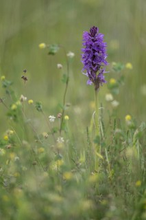 Southern marsh orchid (Dactylorhiza praetermissa), Emsland, Lower Saxony, Germany, Europe