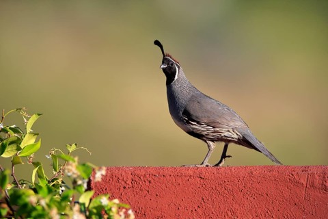 Gambel's quail (Callipepla gambelii), adult, male, alert, Sonoran Desert, Arizona, North America,