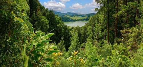 Panoramic view of a dense green forest that includes a distant lake and hills, Grena Park, Furnas,