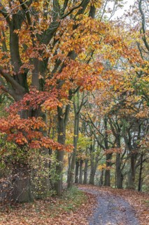Red oaks (Quercus ruber) in autumn leaves by the roadside, Emsland, Lower Saxony, Germany, Europe