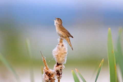 Savi's warbler (Locustella luscinioides) male singing from bulrush spike in wetland in spring
