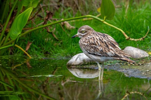 Eurasian stone-curlew, Eurasian thick-knee (Burhinus oedicnemus) foraging in shallow water of pond