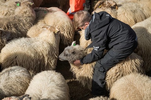 Sheep (Ovis aries) in a pen being sorted by owner, sheep round-up or réttir, near Laugarbakki,