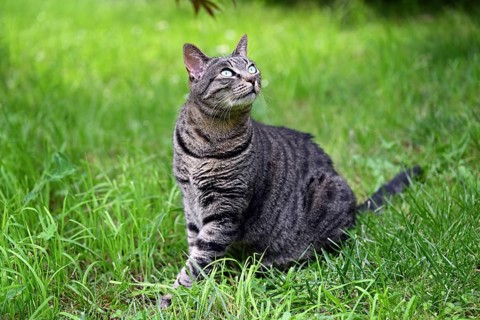 Grey tabby cat sitting in the grass