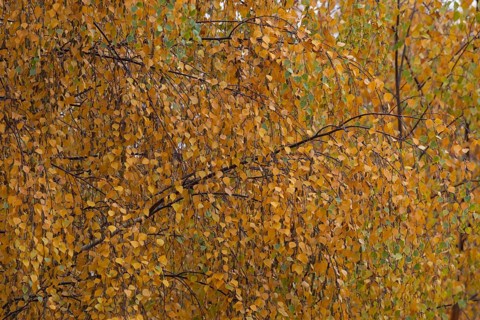 Birch (Betula spp.) tree with yellow leaves in the autumn, Suffolk, England, United Kingdom, Europe