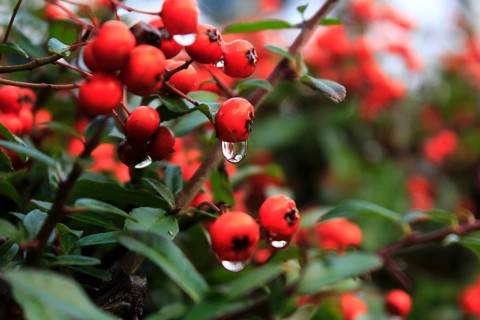 Firethorn berries (Pyracantha coccinea) with water droplets, December, Germany, Europe
