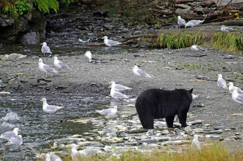 American Black Bear and seagulls on the beach, remains of dead salmon, Valdez, Alaska, USA, North