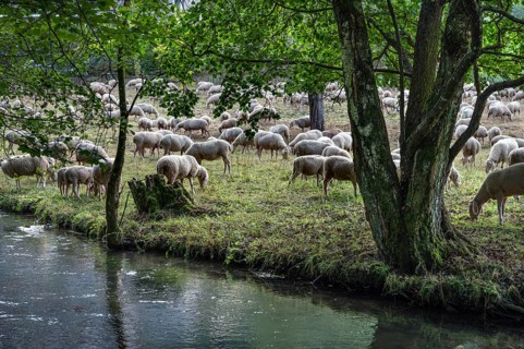 Flock of sheep (Ovis aries) grazing by a river, fenced in pasture, Franconian Switzerland,