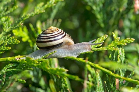 Garden ribbon snail (Cepaea hortensis), Valais, Switzerland, Europe