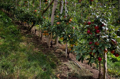 Apple variety Golden Delicious, Gala, apple orchard, fruit orchard, agriculture, agribusiness,