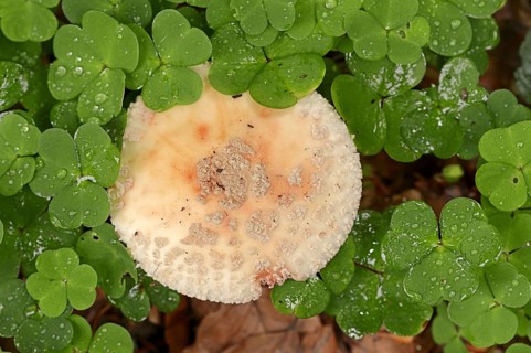 Pearl mushroom or blusher (Amanita rubescens) and common wood sorrel (Oxalis acetosella), North