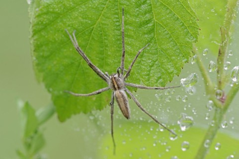 Nursery web spider (Pisaura mirabilis), female, North Rhine-Westphalia, Germany, Europe