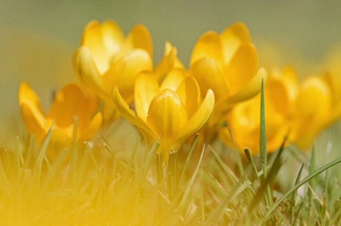 Golden crocus or dutch yellow crocus (Crocus flavus), North Rhine-Westphalia, Germany, Europe
