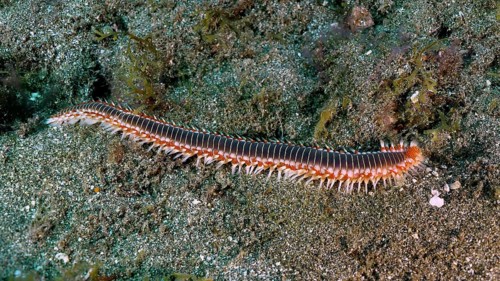 A long fireworm (Hermodice carunculata) on the seabed. The different colours and bristles are
